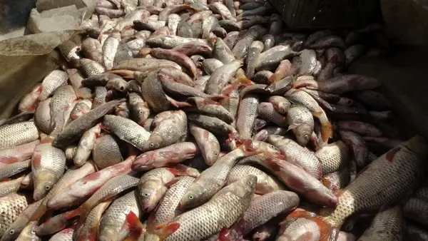 صید بیش از ۱۲۰۰ تن انواع ماهیان استخوانی از آب های گلستان