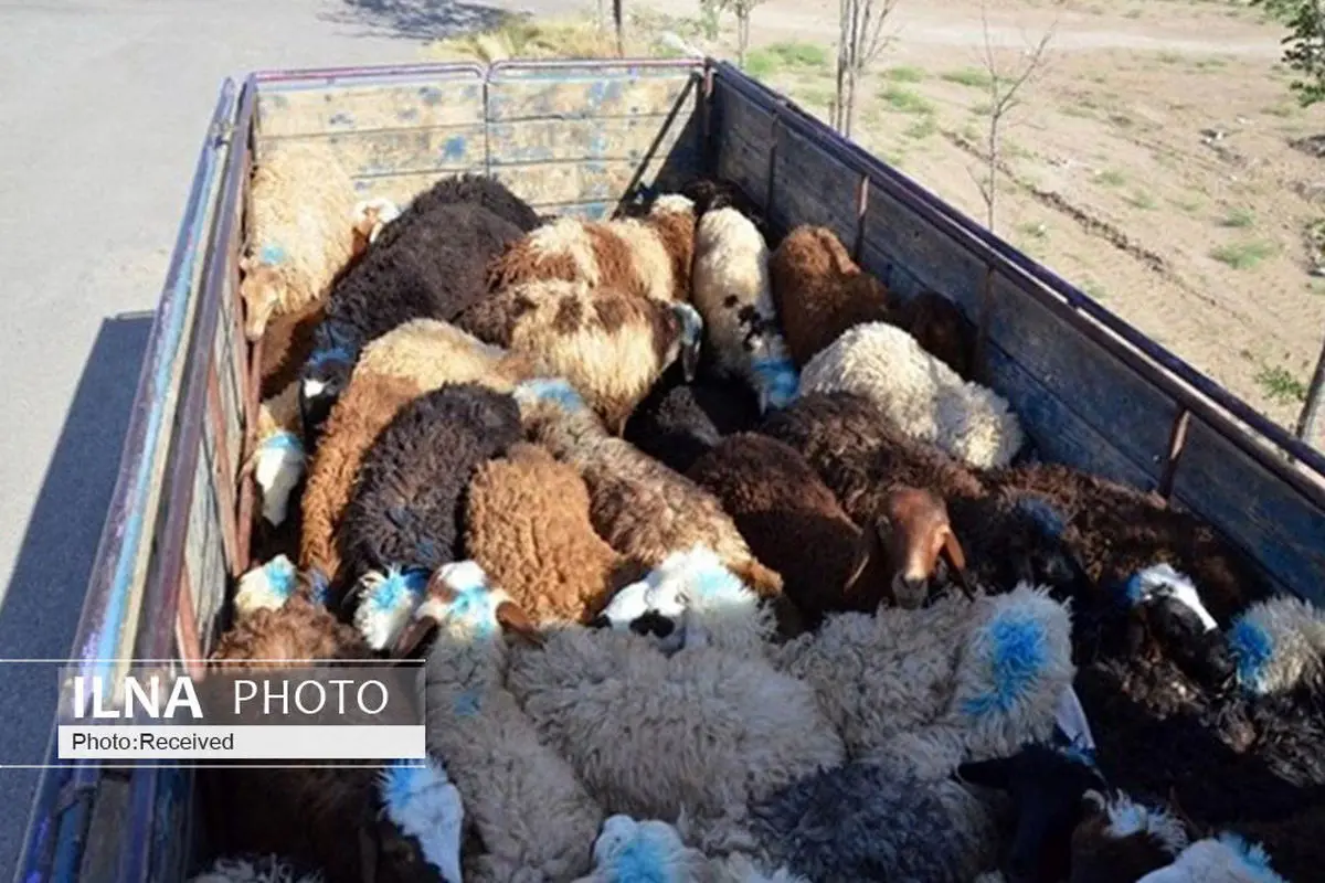 توقیف تریلر حامل ۲۴۰ راس گوسفند قاچاق در رومشکان