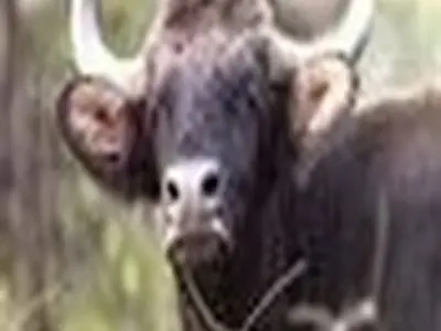 ایجاد سایت ژنی و بانک اسپرم و جنین گاومیش در مازندران