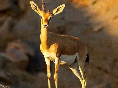 توضیحات محیط زیست هرمزگان درباره آهوی تک شاخ جزایر خلیج فارس