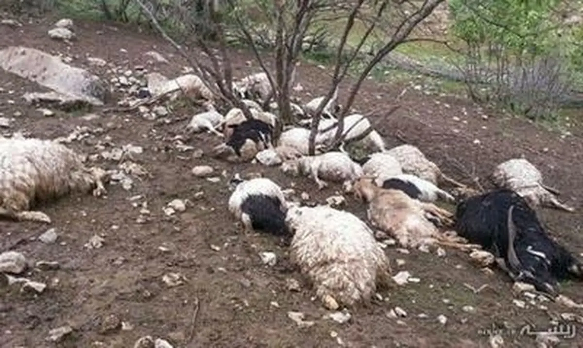 25 راس گوسفند در ثلاث‌باباجانی ناپدید شد