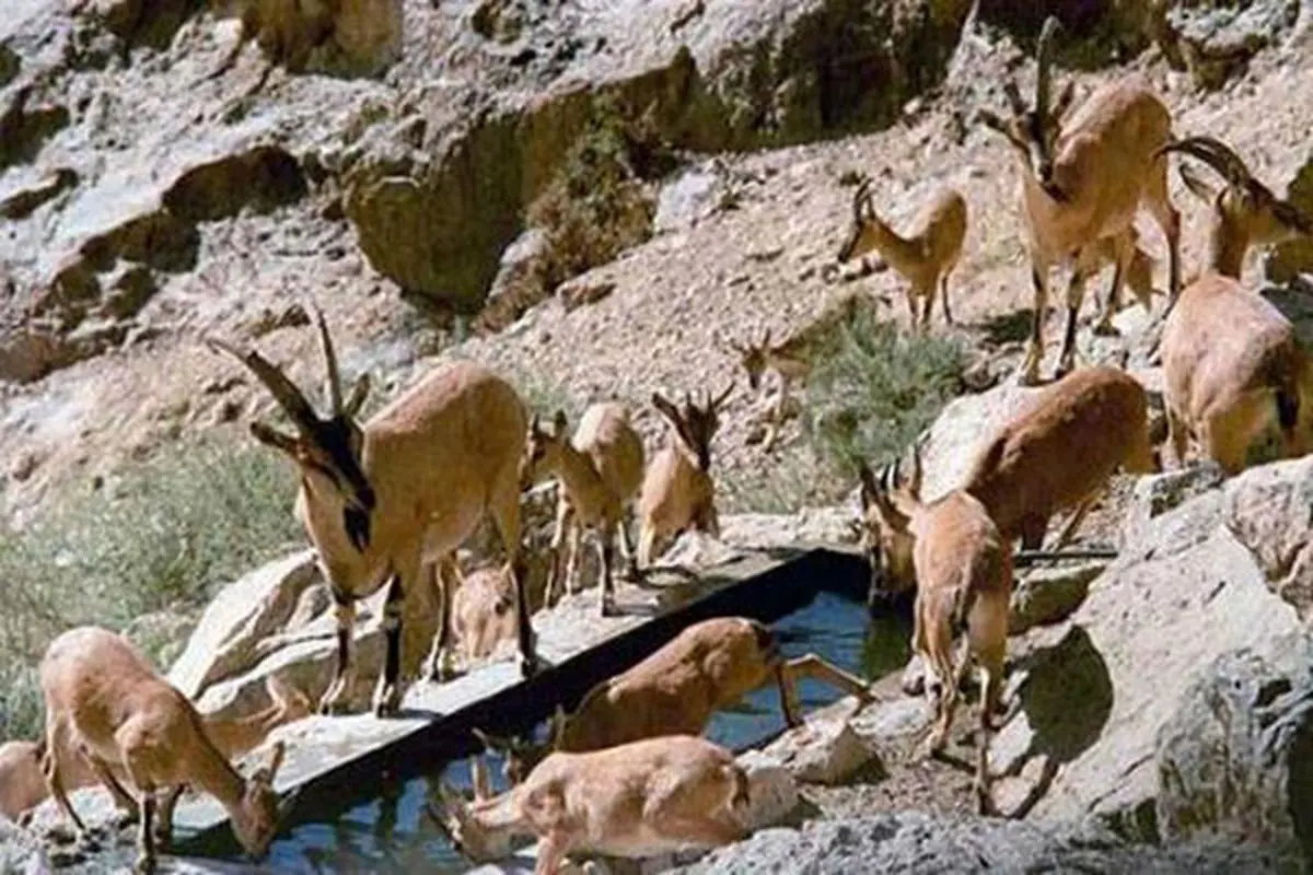 تلف شدن ۱۷۲ راس کل و بز در مناطق کوهستانی استان