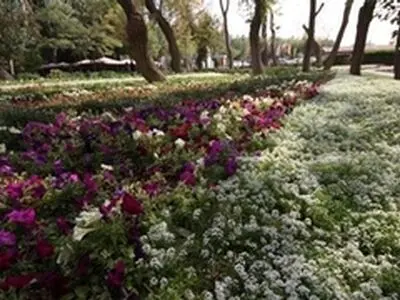 گل کلم زینتی و گل داوودی تبریز را فرا می‌گیرد