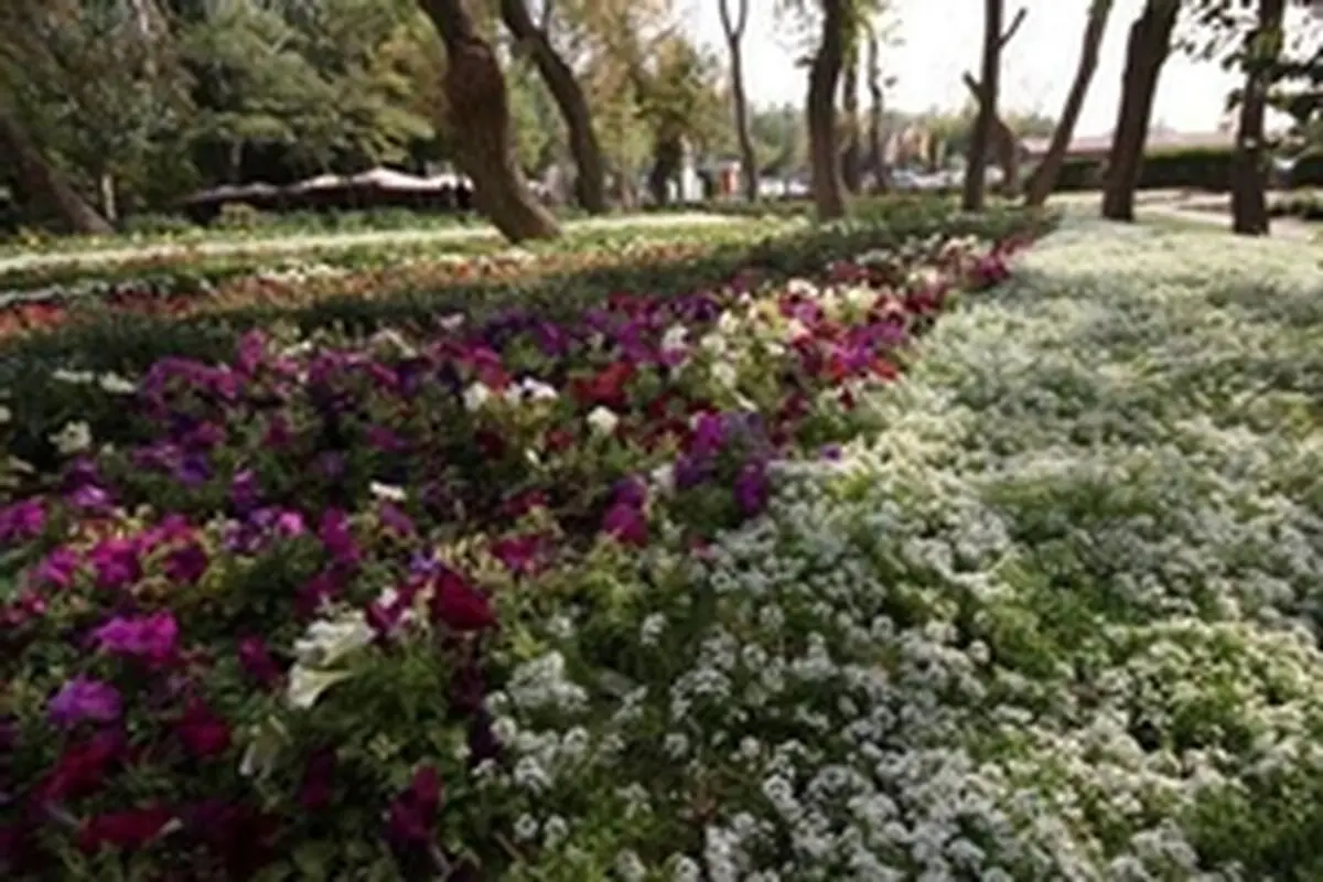 گل کلم زینتی و گل داوودی تبریز را فرا می‌گیرد