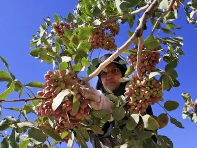 مخاطراتی که برند ارگانیک پسته زرندیه را تهدید می‌کند / ضرورت اجرای حمایت‌های دولتی و تثبیت قوانین