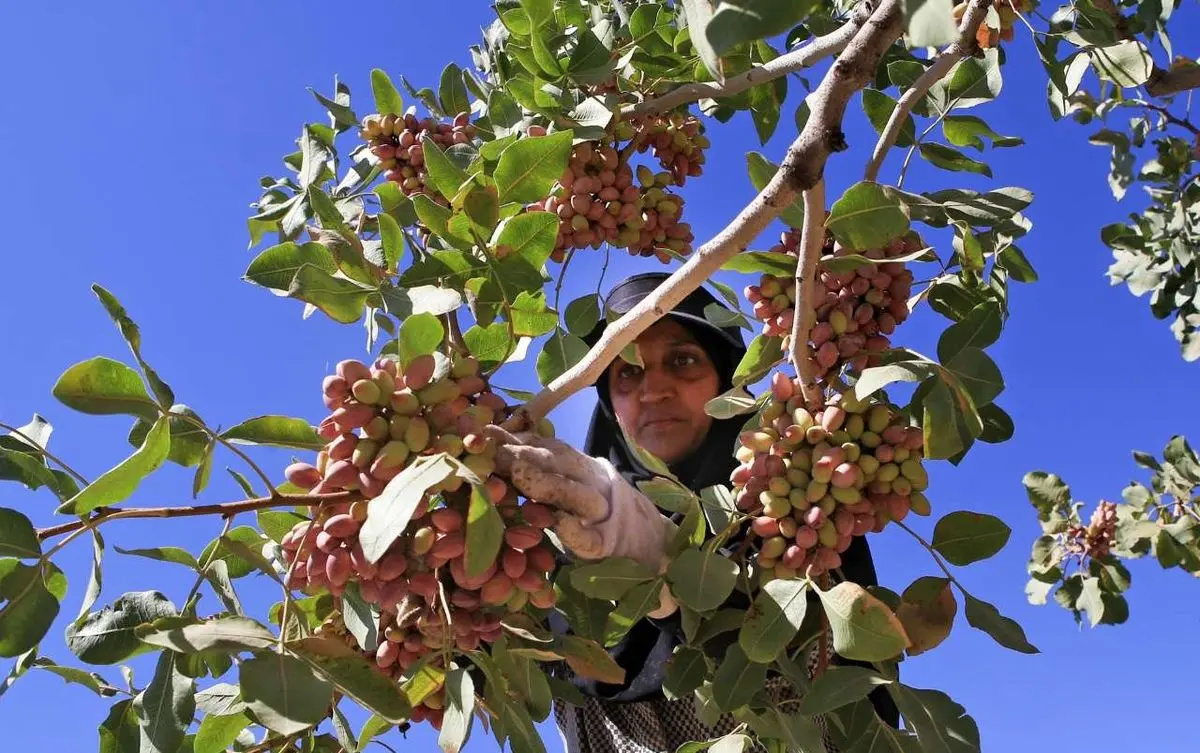 مخاطراتی که برند ارگانیک پسته زرندیه را تهدید می‌کند / ضرورت اجرای حمایت‌های دولتی و تثبیت قوانین