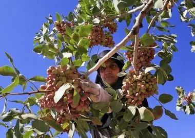 مخاطراتی که برند ارگانیک پسته زرندیه را تهدید می‌کند / ضرورت اجرای حمایت‌های دولتی و تثبیت قوانین