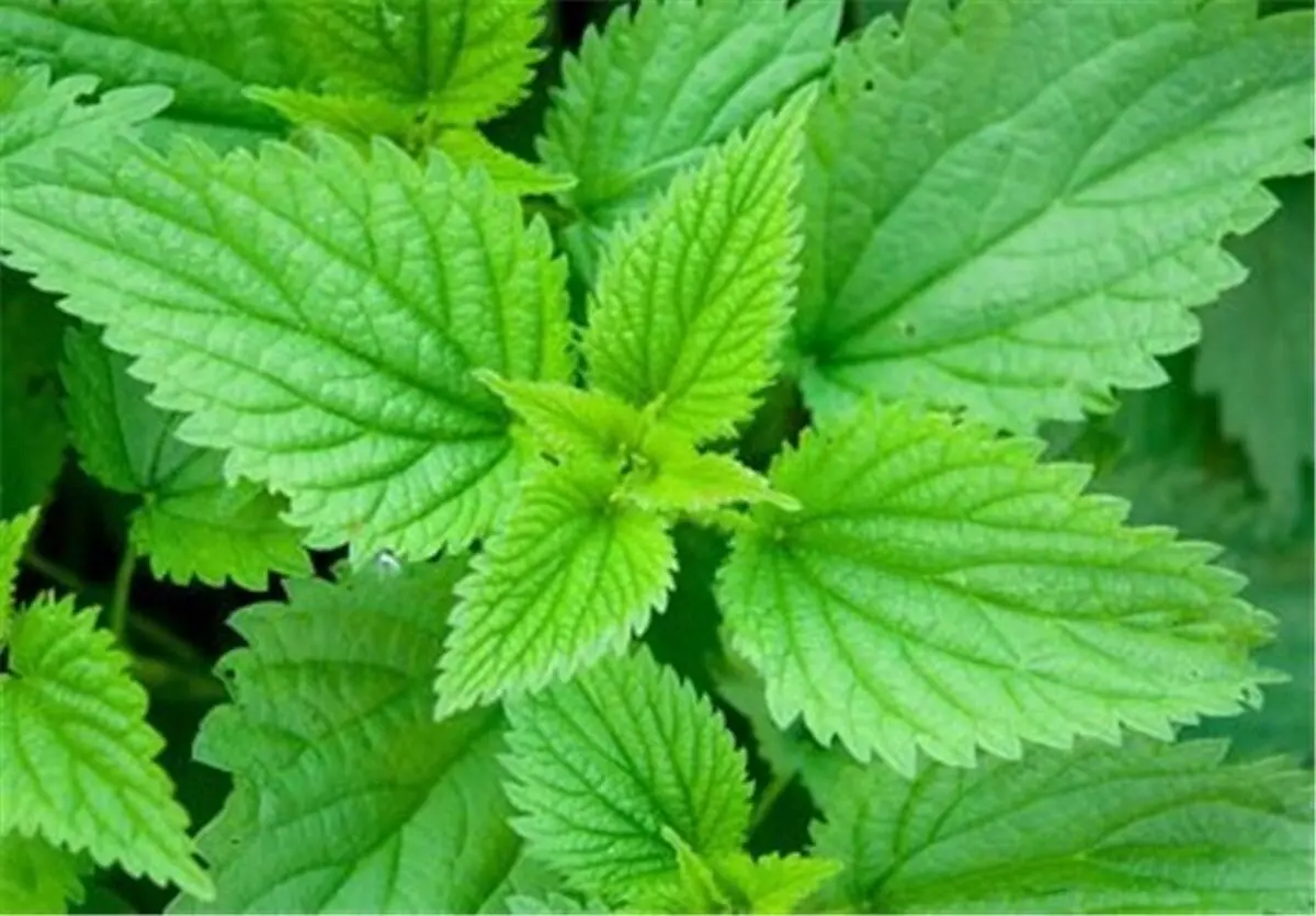 معجزه ای برای درمان پوکی استخوان