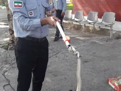 زنده‌گیری مار سمی در عمله سیف توسط آتش‌نشانان شوشی