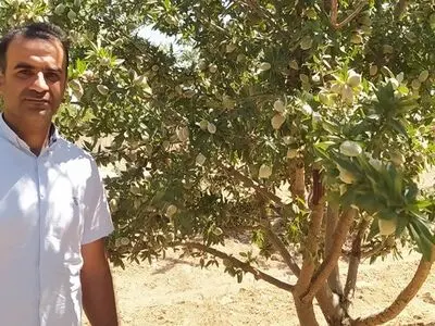 مشخصات و فروش 6 نهال پرسود بادام در مناطق گرمسیری