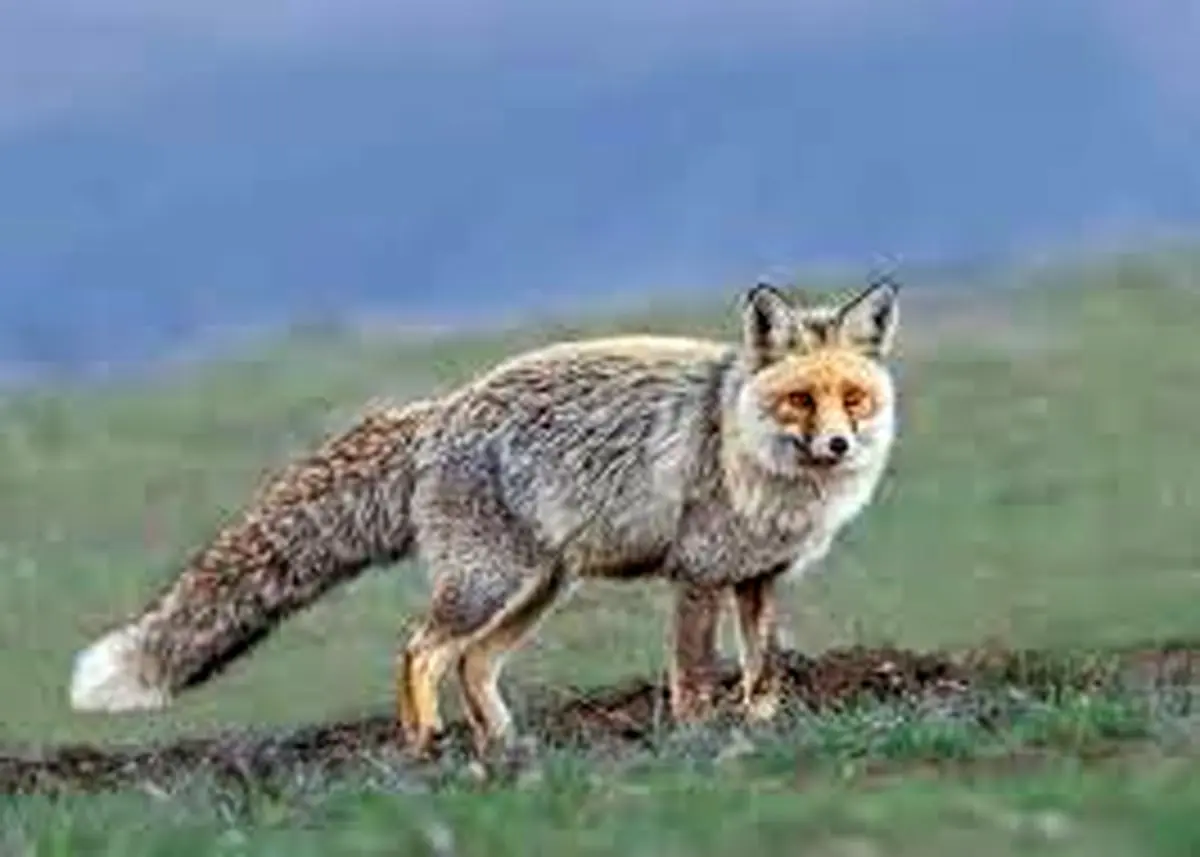 در اثر گزش روباه کودک سه ساله جان باخت