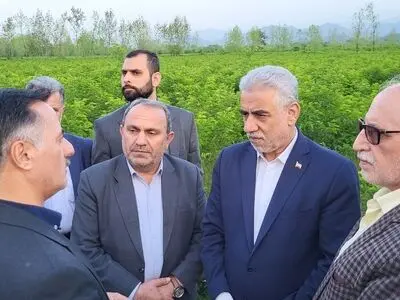بازید استاندار از نهالستان‌های توت شهرستان فومن