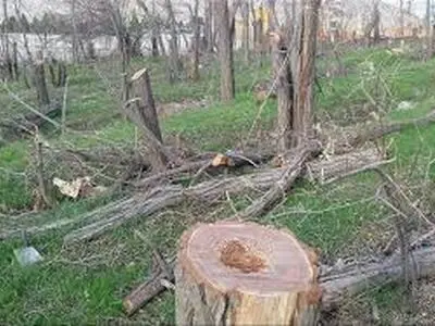 درختان تهران همچنان به بهانه توسعه قطع می‌شوند