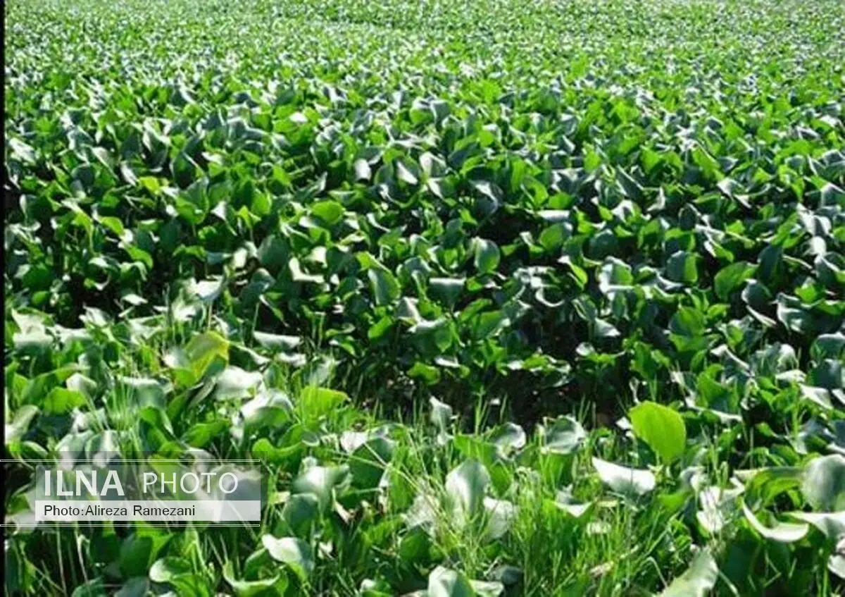 پاکسازی گیاه مهاجم سنبل آبی از یک استخر در فومن