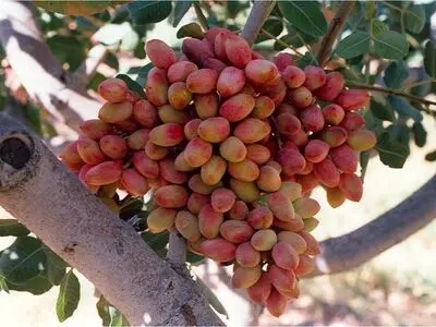 پوکی پسته کرمان به دلیل قطعی برق 
