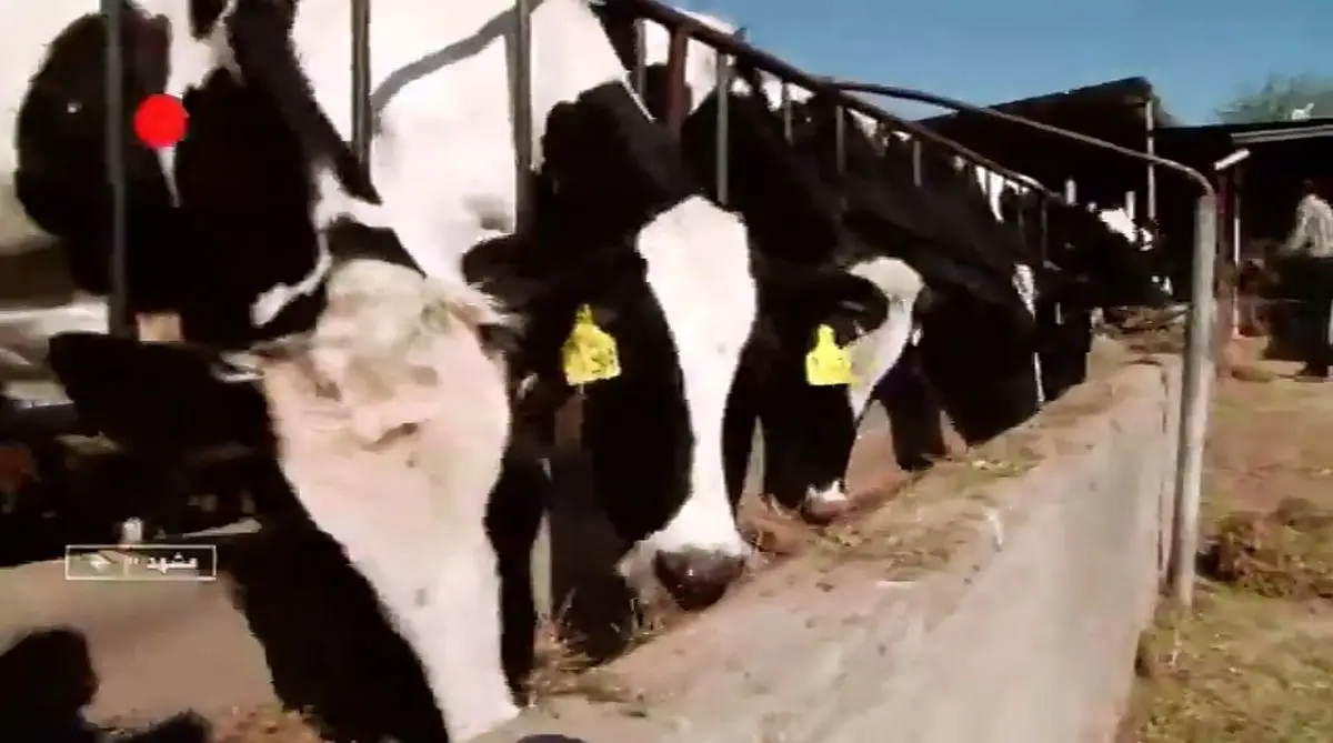 تناقض در بزرگترین قطب تولید گوشت قرمز کشور! + فیلم