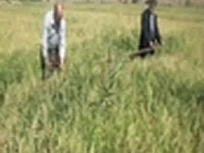کیل گیری از مزرعه شاخص برنج شهرستان میانه