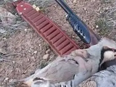لاشه ۶ قطعه کبک شکار شده از متخلفین زیست محیطی کشف و ضبط شد