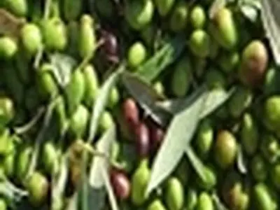 جشن شکرانه برداشت زیتون در رودبار