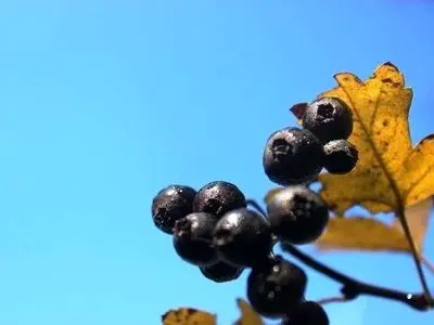 سیاه والک؛ طبیعی‌ترین جرم گیر فوری دندان + فیلم