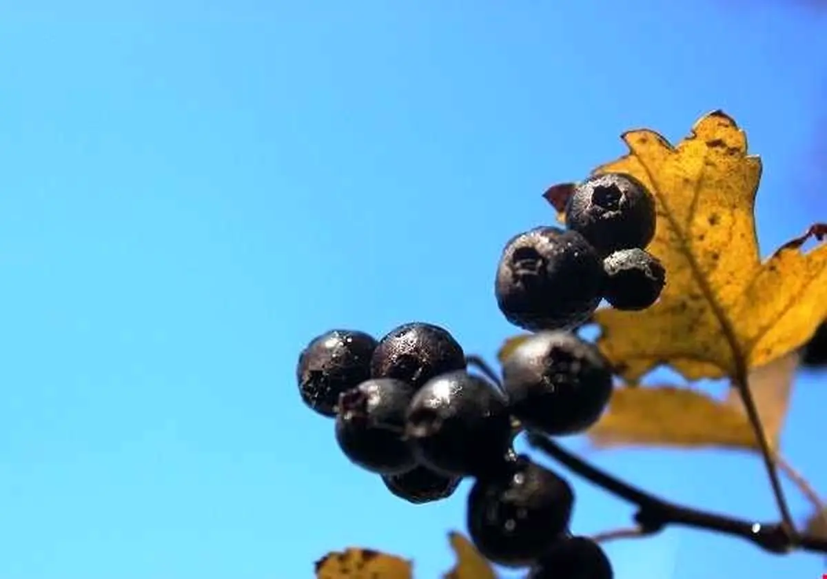 سیاه والک؛ طبیعی‌ترین جرم گیر فوری دندان + فیلم