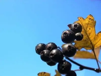 سیاه والک؛ طبیعی‌ترین جرم گیر فوری دندان + فیلم