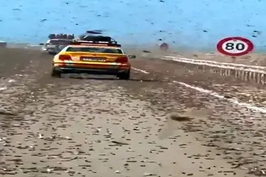 حمله وحشتناک ملخ‌ها به خودروها + فیلم