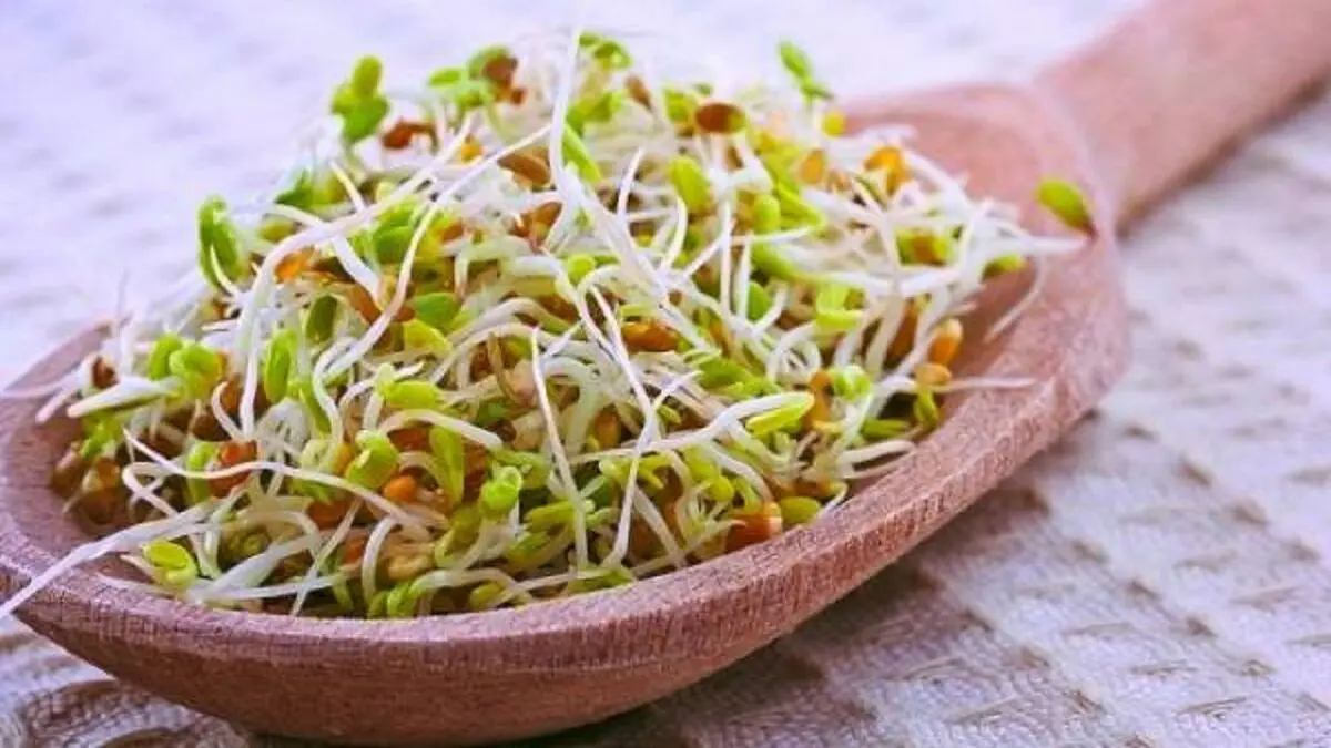 آشنایی با خواص جوانه گندم