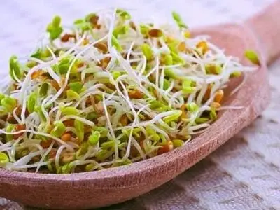آشنایی با خواص جوانه گندم