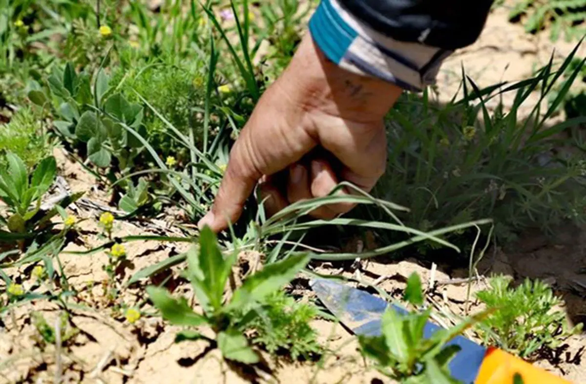 برداشت گیاهان مرتعی به قصد فروش ممنوع است/ برخورد قاطع منابع طبیعی آذربایجان غربی با برداشت بی‌رویه گیاهان خوراکی