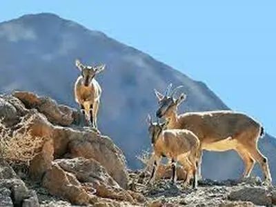 جداسازی نوزادان حیات‌وحش از طبیعت به منزله حذف دائمی گونه‌های جانوری است 