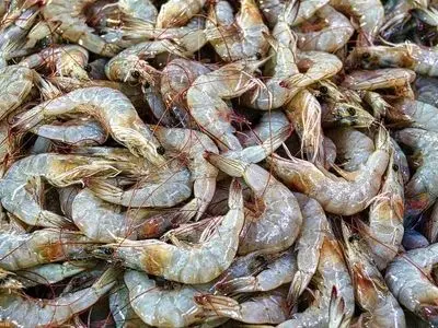 افزایش ۳۷ درصدی تولید میگو