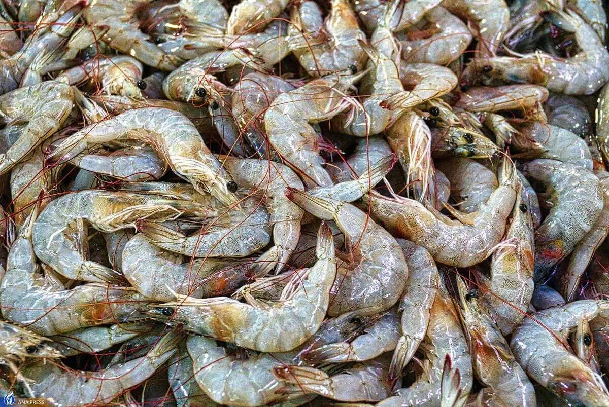 افزایش ۳۷ درصدی تولید میگو