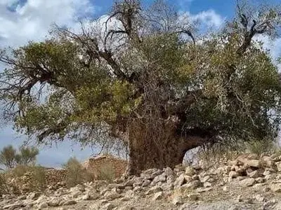  70 درخت کهنسال فارس رتبه  ملی دارند