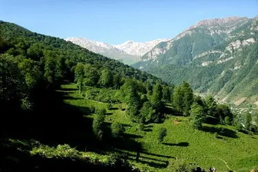 آخرین یافته‌های علمی برای نجات جنگل‌های زاگرس و هیرکانی بررسی شد