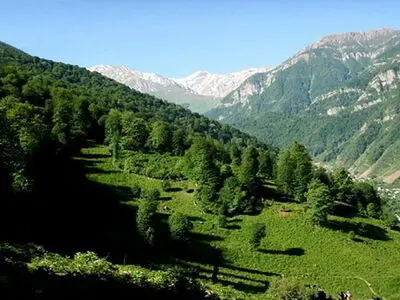 آخرین یافته‌های علمی برای نجات جنگل‌های زاگرس و هیرکانی بررسی شد