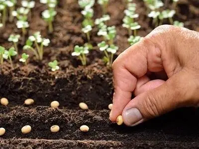 تأمین به موقع بذر تضمین کننده پایداری تولید و افزایش بهره‌وری