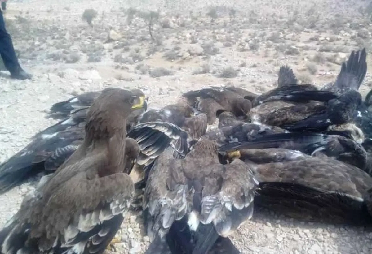 استفاده از سم در مرگ پرندگان شکاری دور از ذهن نیست