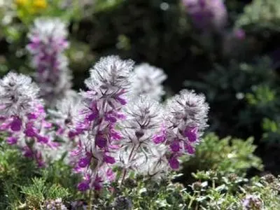 فواید مصرف معجزه آسای چای کوهی