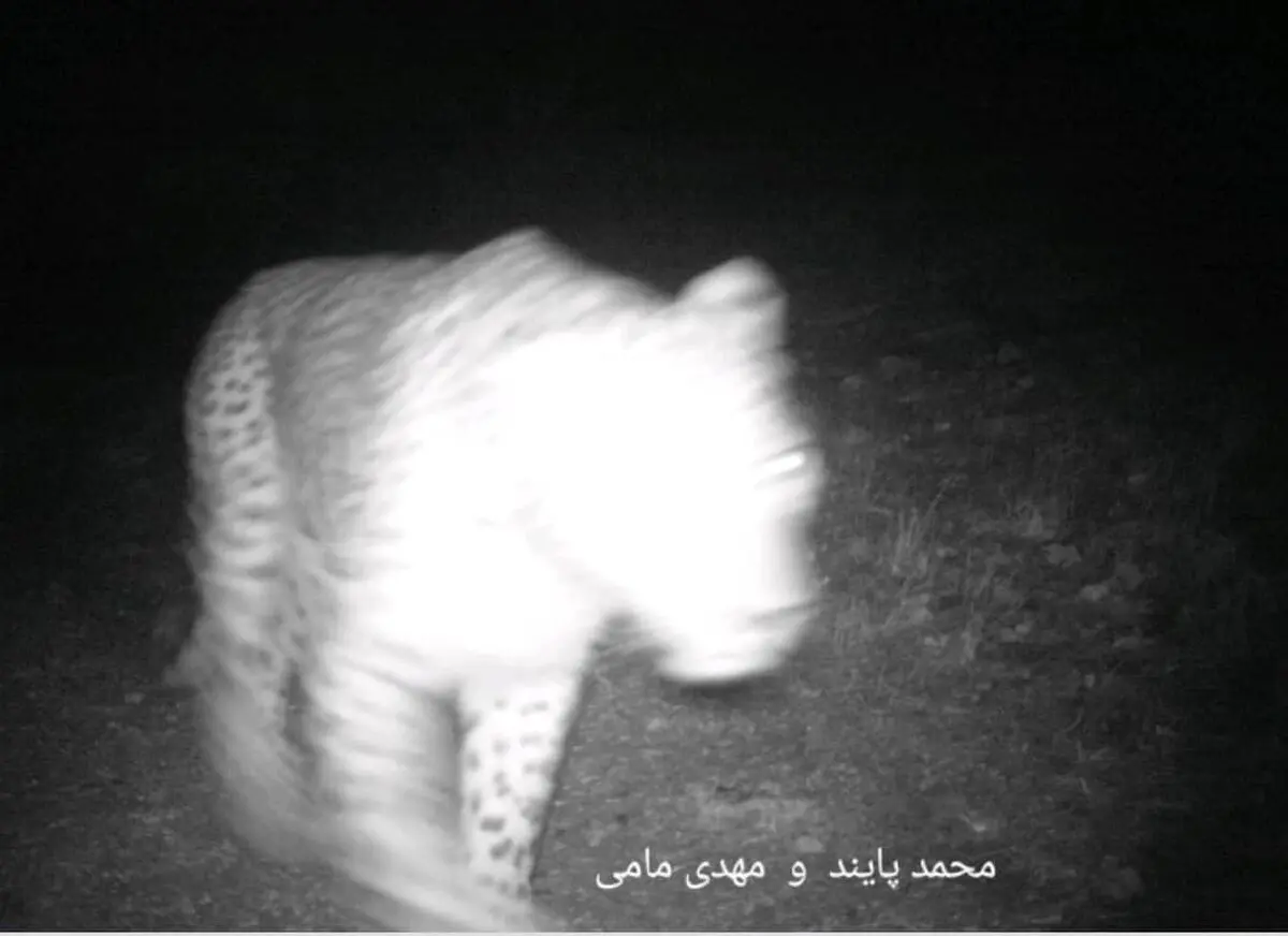 مشاهده پلنگ ایرانی در ملکشاهی