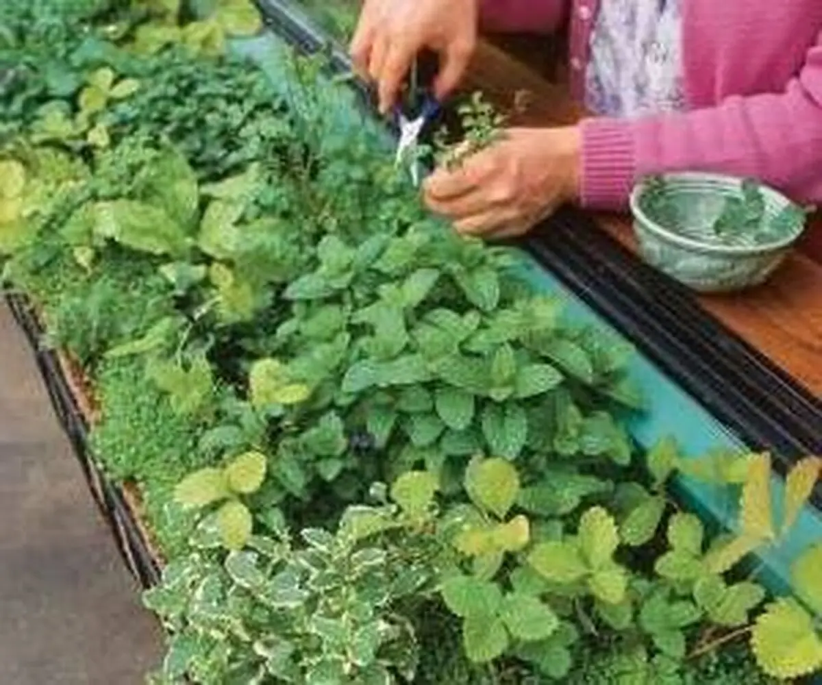 چگونه در آپارتمان خودمان سبزی بکاریم