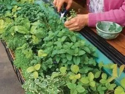 چگونه در آپارتمان خودمان سبزی بکاریم