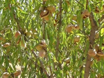 برداشت بادام از یک هزار و ۵۶۴ هکتار باغات بروجرد آغاز شد 