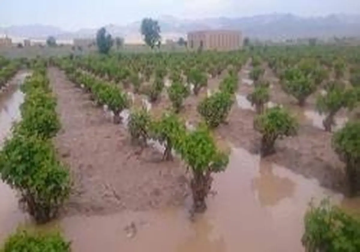 خسارت 95 میلیاردی سیل به بخش کشاورزی بابل 