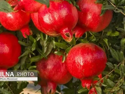 این ۴ ماده غذایی اکسیژن خون شما را افزایش می‌دهد 
