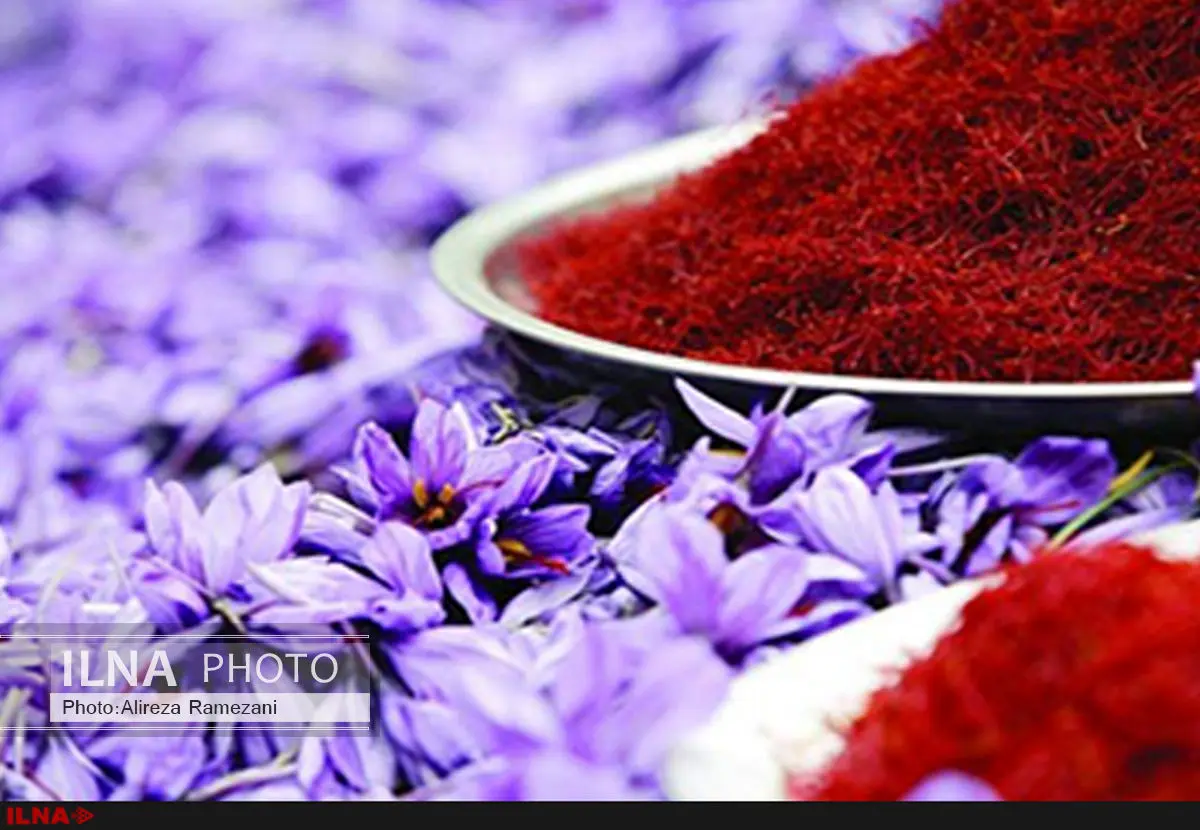 چین واردات زغفران ایرانی را ممنوع کرد/ مصرف 30 درصد از زعفران تولیدی در داخل کشور