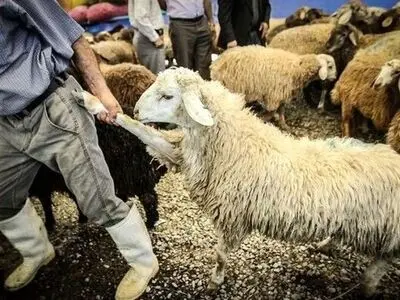 دستگیری سه سارق احشام در شادگان
