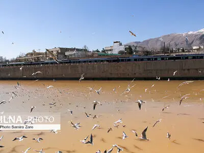 پرندگان مهاجرکاکایی درشیراز