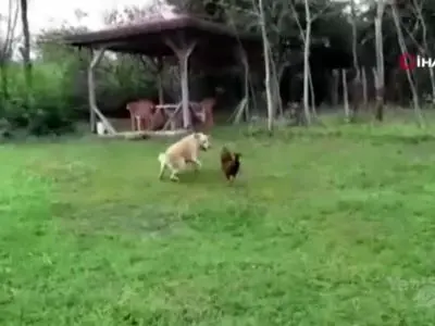 asdasd