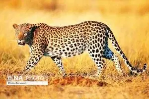 ثبت تصویر پلنگ ایرانی در منطقه شکار ممنوع کوه سفید دماوند + فیلم